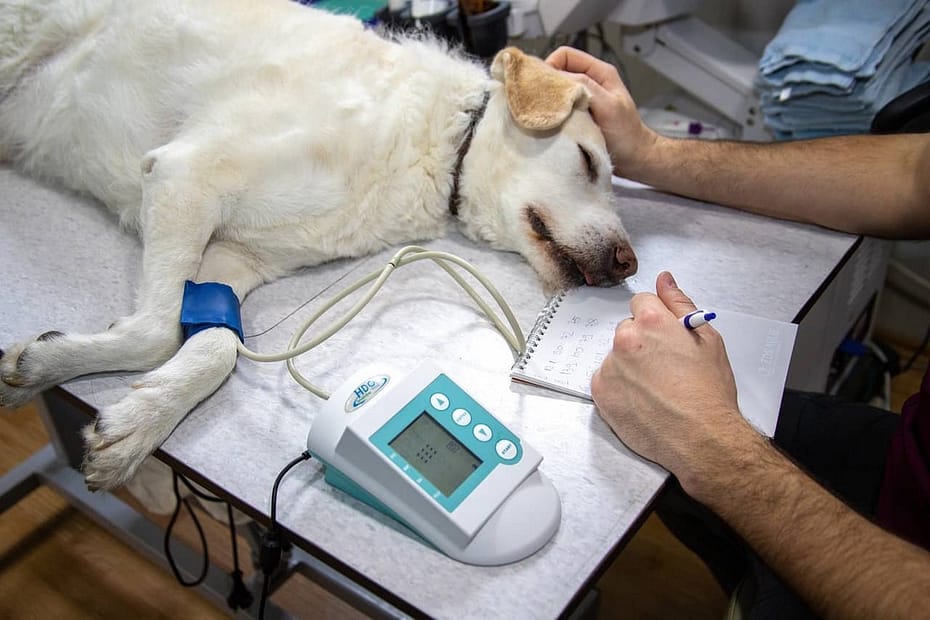 La télémédecine vétérinaire pour soigner les animaux